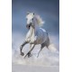 cheval galopant dans la neige