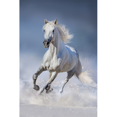 cheval galopant dans la neige