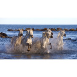 chevaux dans l'eau