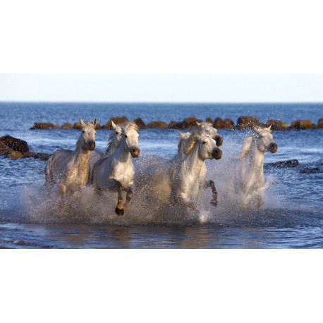 chevaux dans l'eau
