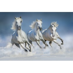 trio de chevaux en hiver