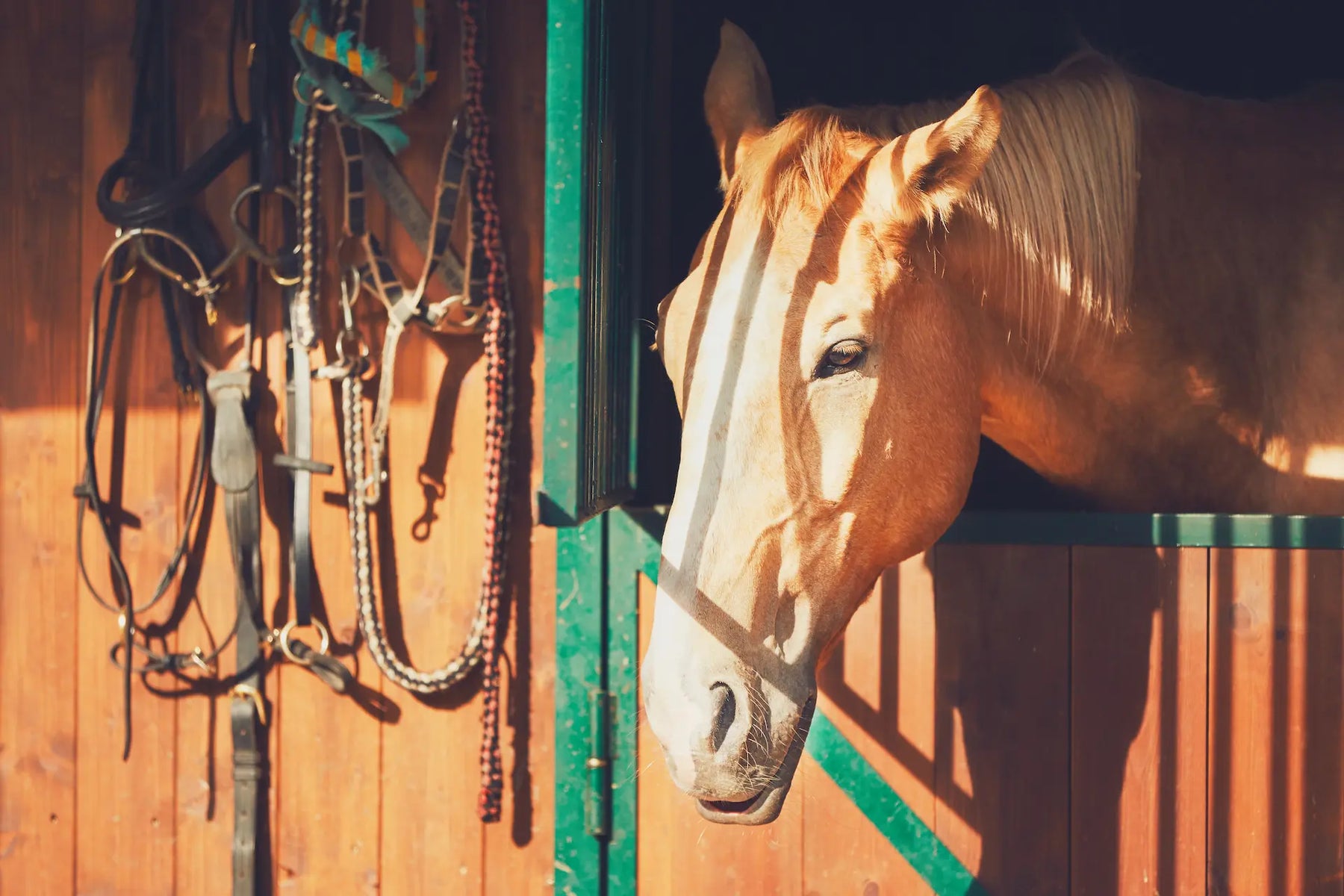Affichez votre passion pour le cheval